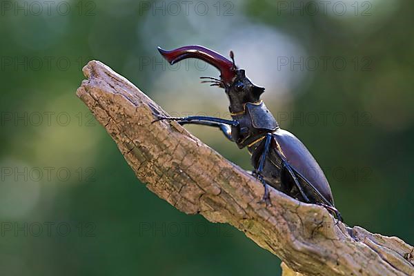 Stag beetle,