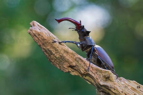 Stag beetle,