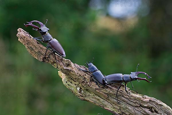 Stag beetle,