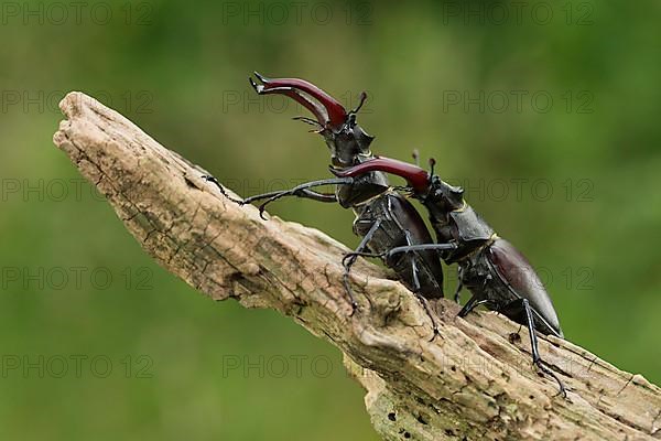 Stag beetle,