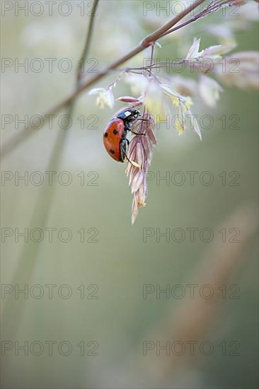 Ladybird in the grass, weak depth of field