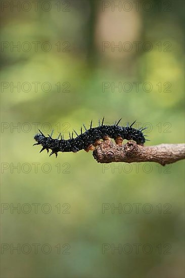 Caterpillar of a peacock butterfly,