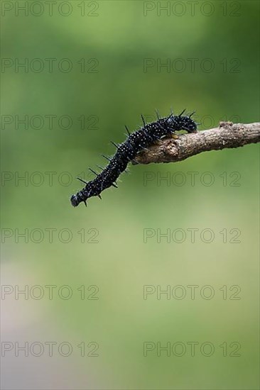 Caterpillar of a peacock butterfly,
