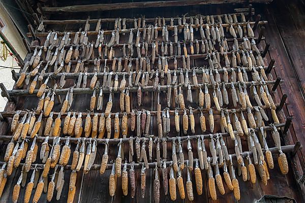 Dried maize hanging from a wooden shed, Imst