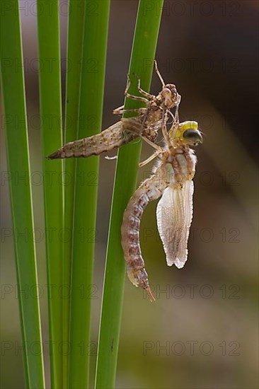 Southern hawker,