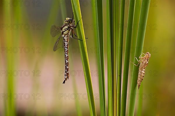 Southern hawker,