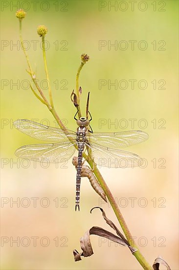 Southern hawker,