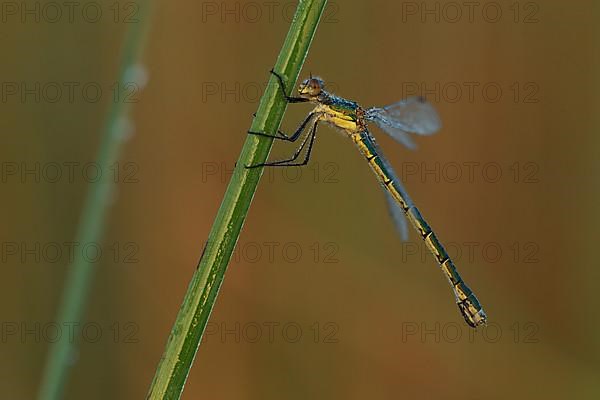 Dark spreadwing,