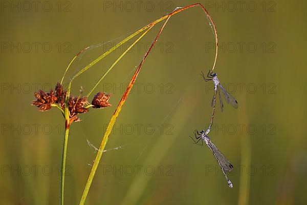 Dark spreadwing,