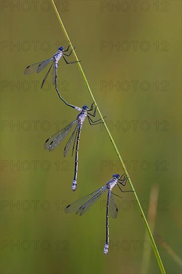 Dark spreadwing,