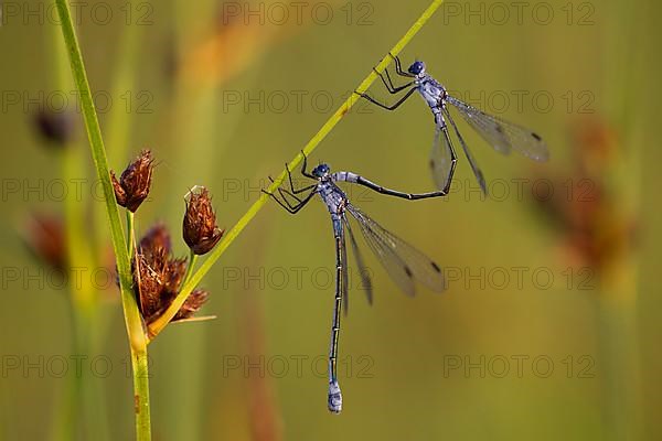 Dark spreadwing,