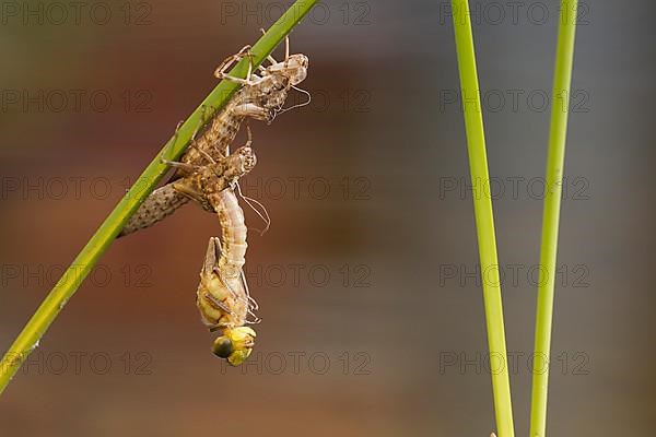 Southern hawker,