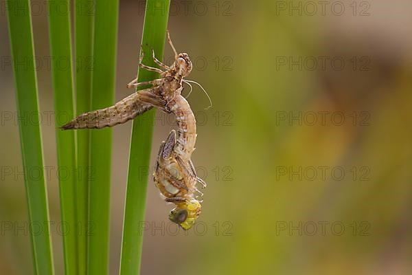 Southern hawker,