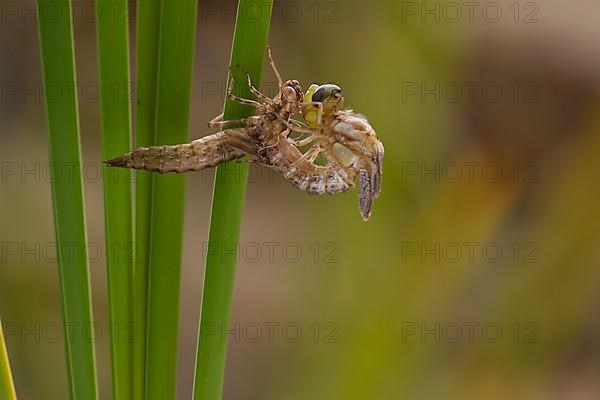 Southern hawker,