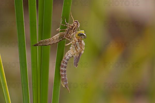 Southern hawker,