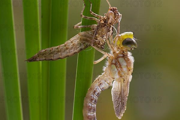 Southern hawker,