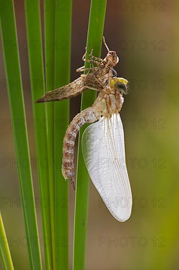 Southern hawker,