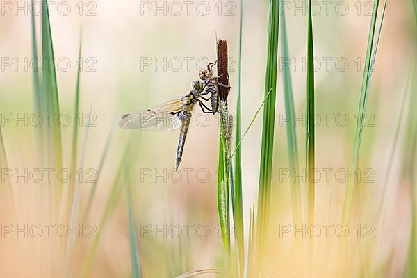 Four-spotted chaser,