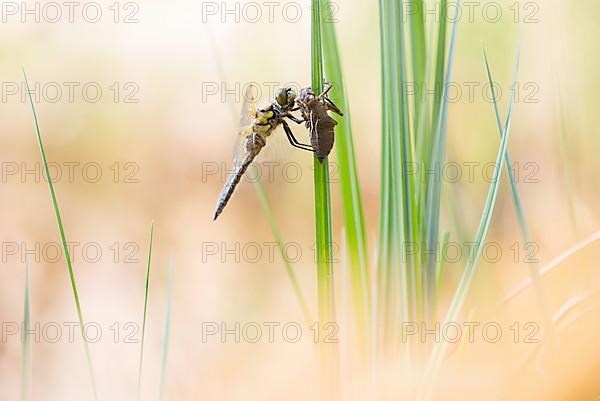 Four-spotted chaser,