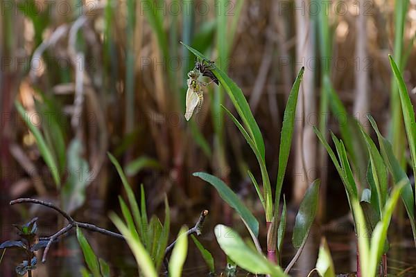 Four-spotted chaser,