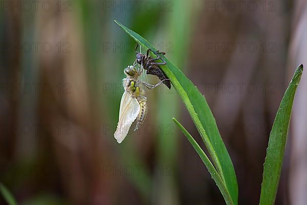 Four-spotted chaser,