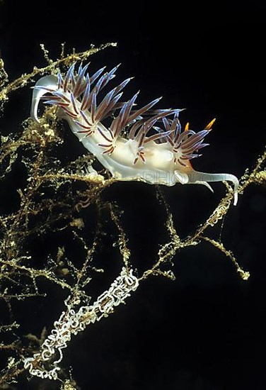 Nudibranch Thread snail,