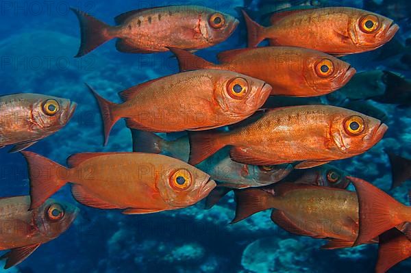 Shoal of common bigeye,