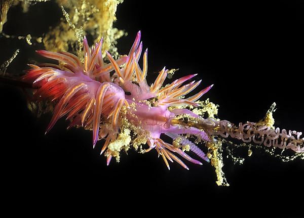 Nudibranch edmundsella pedata,