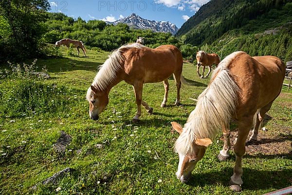 Haflinger, horses