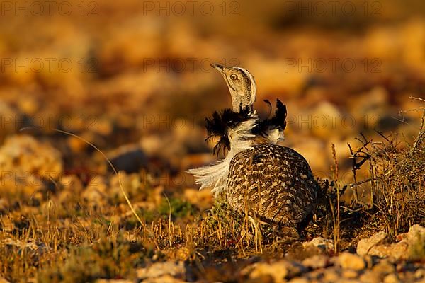 Cantilever Bustard,