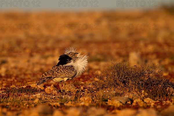 Cantilever Bustard,