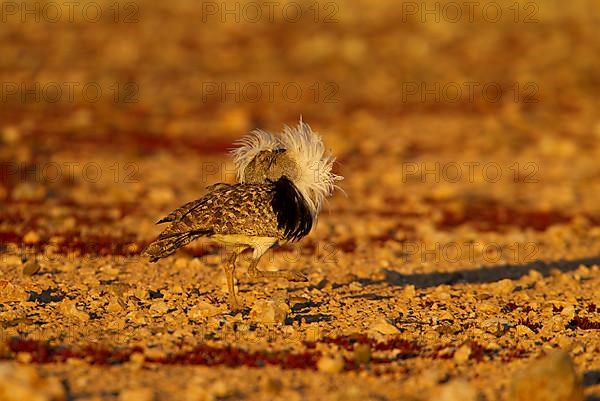 Cantilever Bustard,