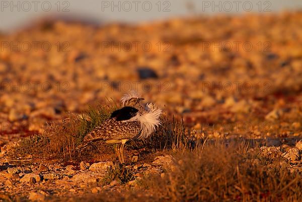 Cantilever Bustard,