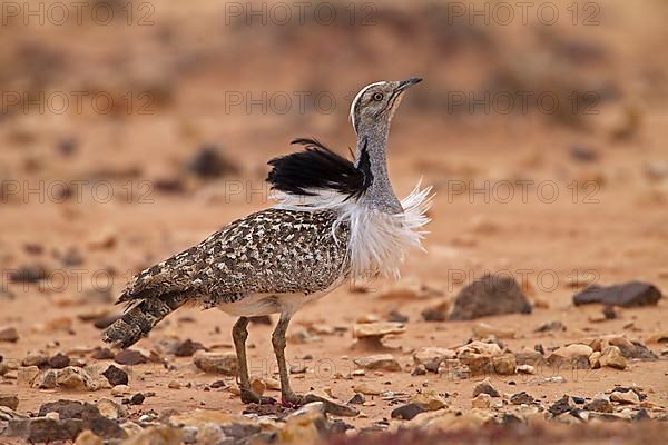 Cantilever Bustard,