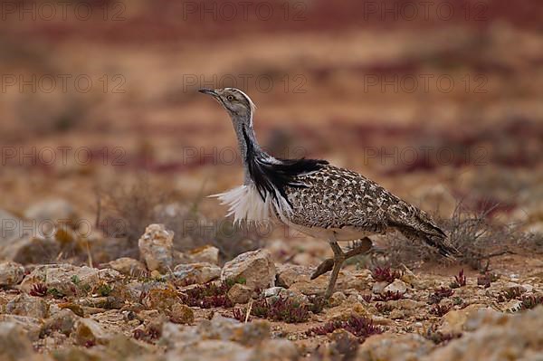 Cantilever Bustard,