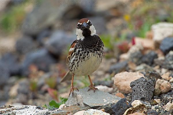 Spanish sparrow,