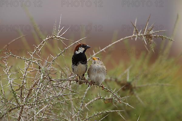 Spanish sparrow,