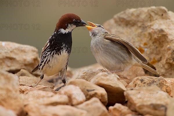 Spanish sparrow,