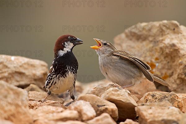 Spanish sparrow,