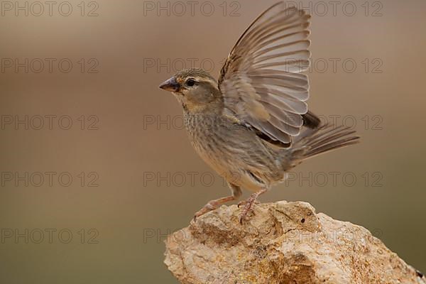 Spanish sparrow,