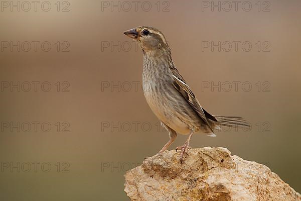 Spanish sparrow,