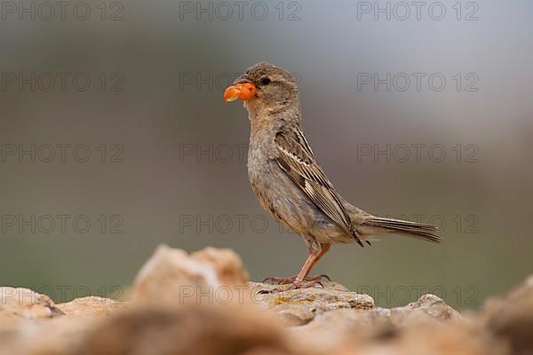 Spanish sparrow,