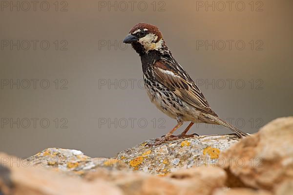 Spanish sparrow,