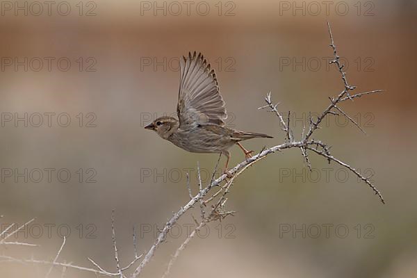 Spanish sparrow,