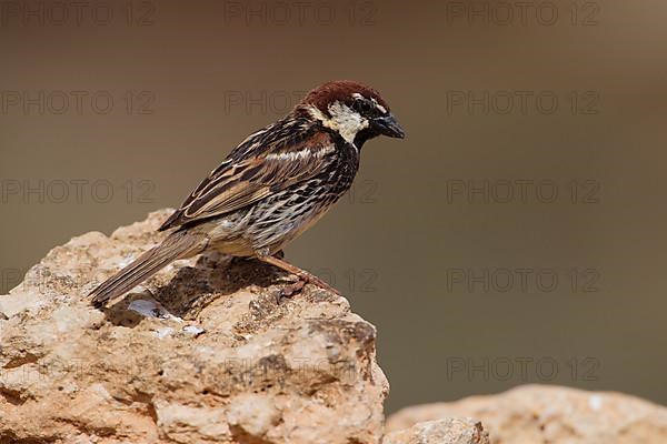 Spanish sparrow,