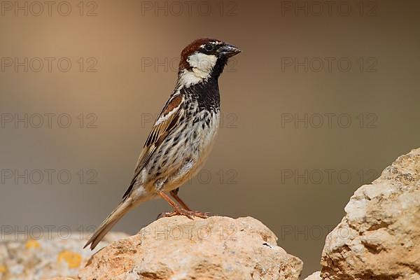 Spanish sparrow,