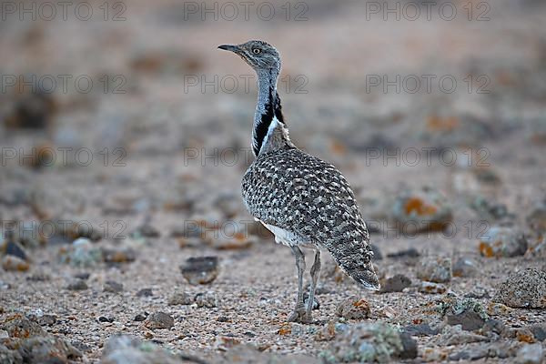 Cantilever Bustard,