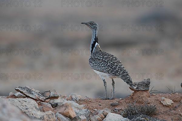 Cantilever Bustard,