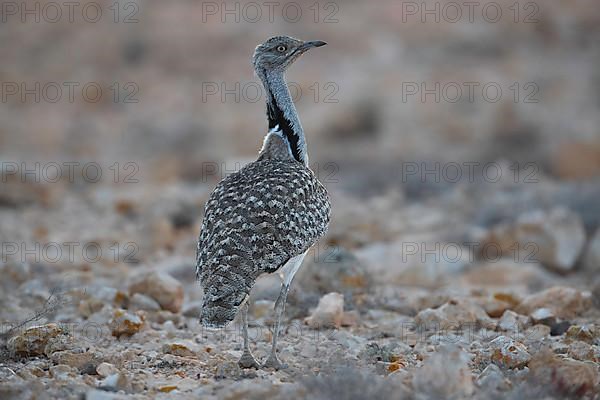 Cantilever Bustard,