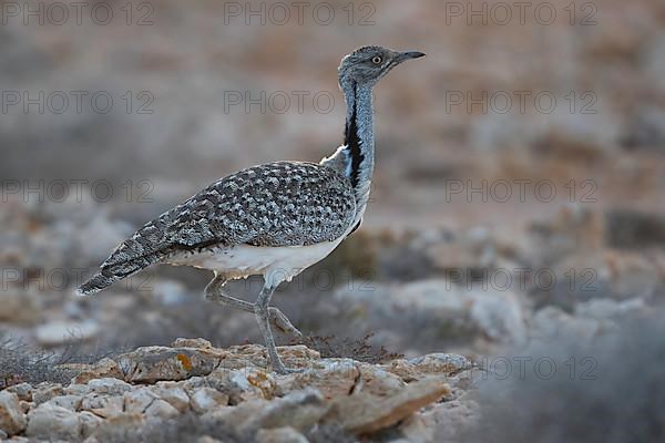 Cantilever Bustard,